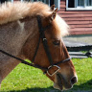 Meet your Posher, Annika